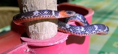 Atractus clarki