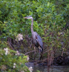 Ardea herodias