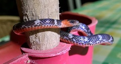 Atractus clarki