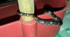 Atractus clarki