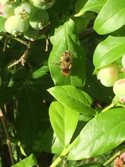 Bombus mixtus