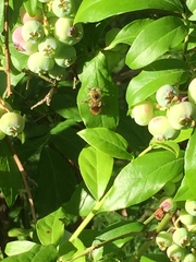 Bombus mixtus