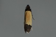 Anacampsis coverdalella
