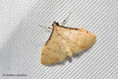 Nacoleia tumidicostalis