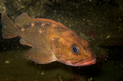 Sebastes oculatus