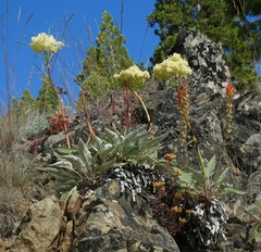 Eriogonum compositum compositum