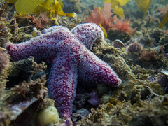Asteroidea