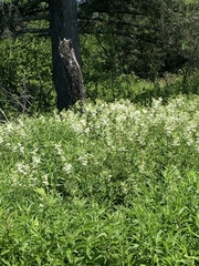 Filipendula