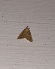 Glaphyria sesquistrialis