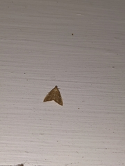 Glaphyria sesquistrialis