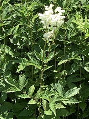 Filipendula