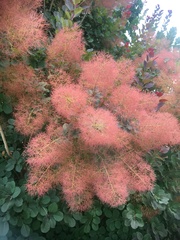 Cotinus coggygria