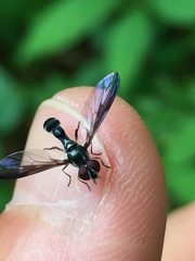 Pelecinobaccha costata