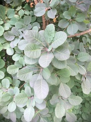Cotinus coggygria