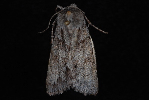 Andropolia theodori photo 2