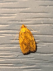 Agonopterix robiniella