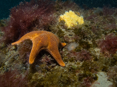 Asteroidea