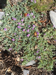 Astragalus kentrophyta