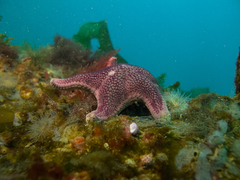 Asteroidea