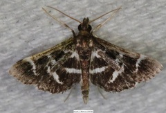 Diasemiodes janassialis