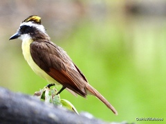 Pitangus sulphuratus