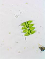 Micrasterias laticeps