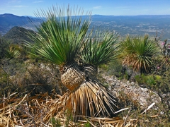 Dasylirion acrotrichum