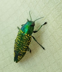 Buprestis confluenta