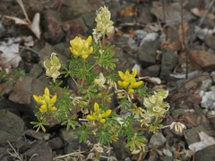 Lupinus luteolus