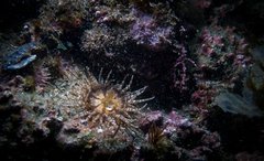 Anthozoa