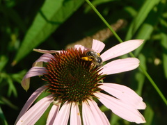 Melissodes denticulatus
