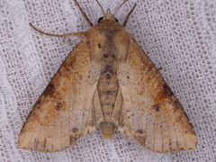 Apamea alia