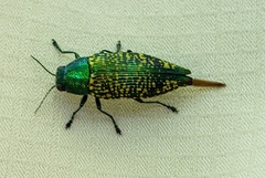 Buprestis confluenta