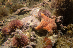 Echinodermata