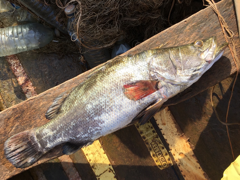 Nile Perch (Lates niloticus) · iNaturalist, image size:1024x768
