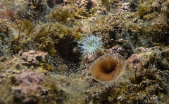 Myxicola