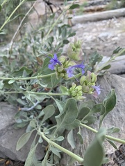 Salvia pachyphylla