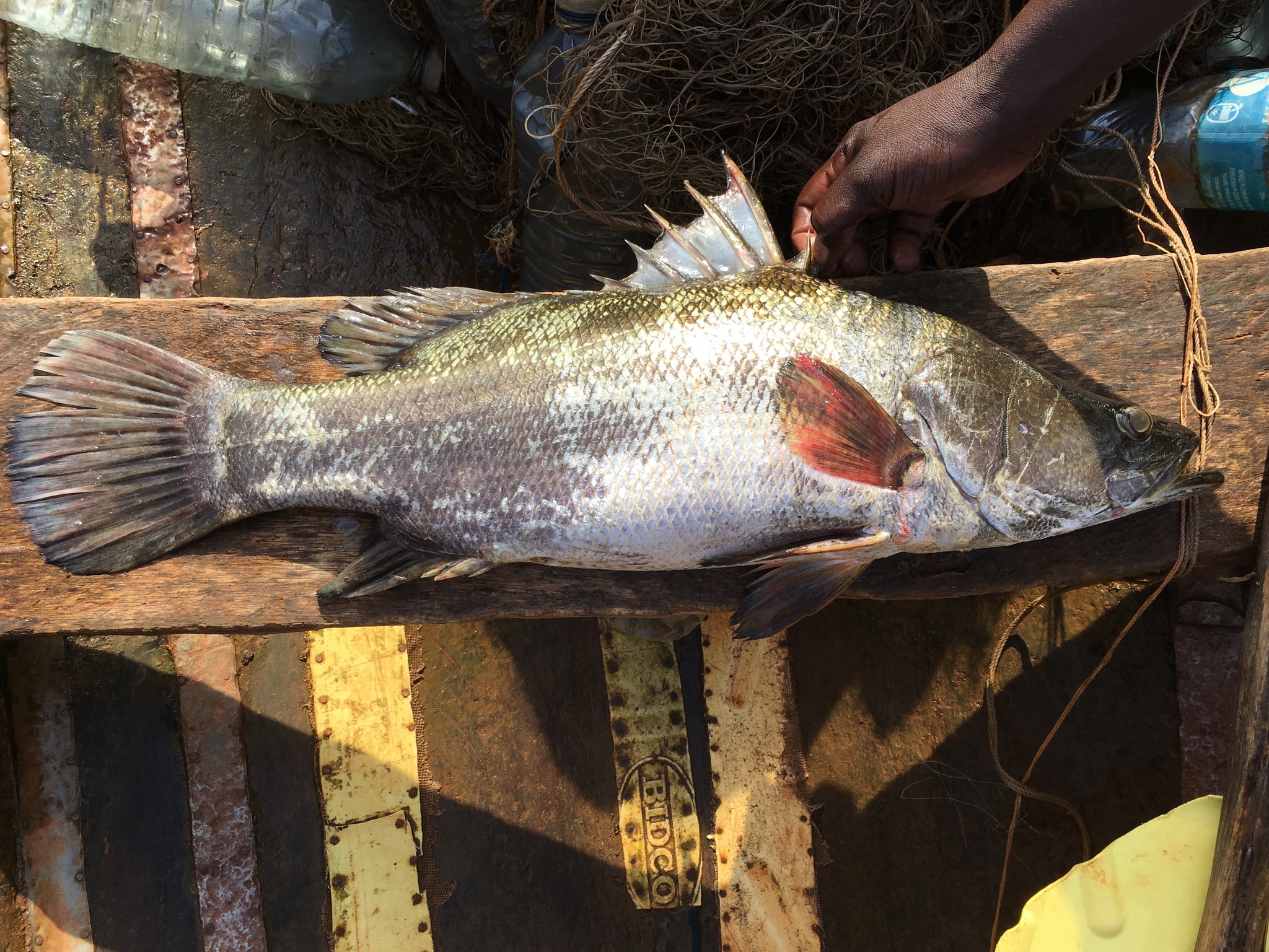 Nile Perch Lates Niloticus Inaturalist