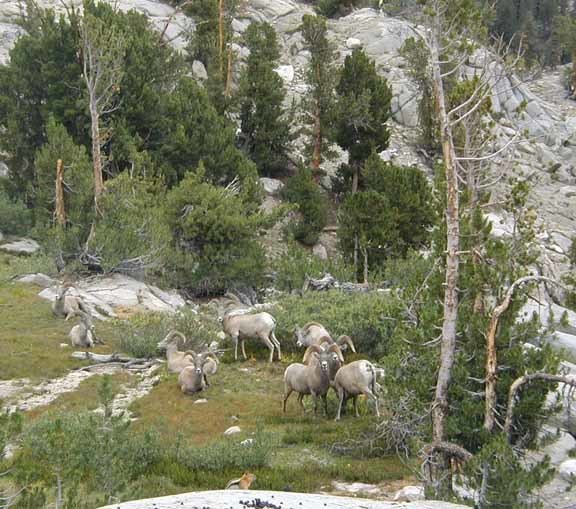 Sierra Nevada Bighorn Sheep