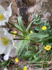 Anemonastrum zephyrum