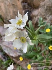 Anemonastrum zephyrum
