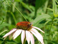 Melissodes denticulatus