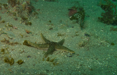 Anasterias antarctica