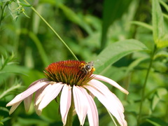 Melissodes denticulatus