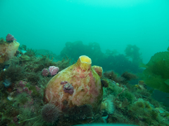 Paramolgula gregaria