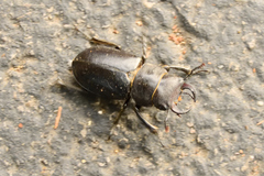 Lucanus mazama