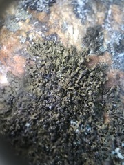 Montanelia sorediata