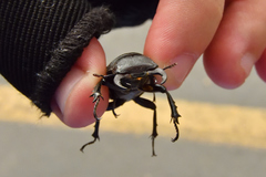 Lucanus mazama