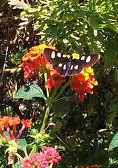 Alypiodes bimaculata