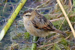 Wren-Like Rushbird photo 4